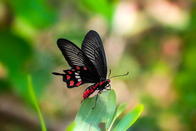 Close-up of butterfly pollinating on flower