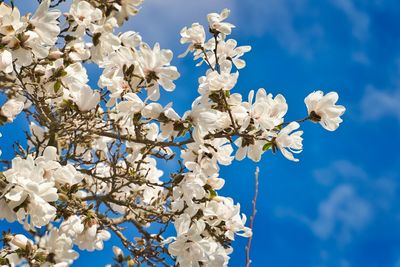 Low angle view of cherry blossoms against sky