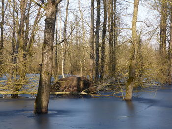 Trees in water against sky