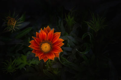 Close-up of orange flowers blooming outdoors