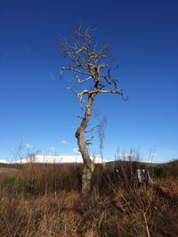 Bare trees on field against clear blue sky