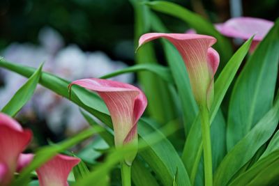 Close-up of pink flowering plant