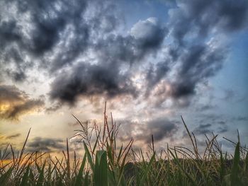 Low angle view of grass against sky during sunset