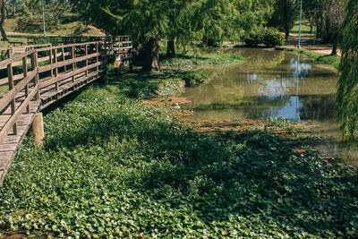 Scenic view of forest