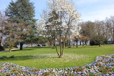 Trees growing in park