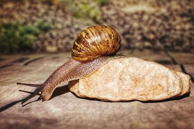 Close-up of snail