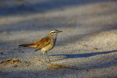 Close-up of bird perching