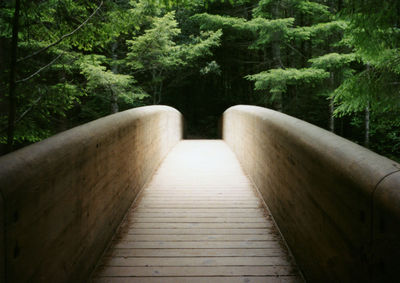 Boardwalk amidst trees in forest