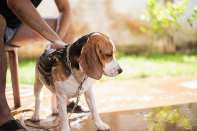 Low section of man bathing dog while sitting outdoors