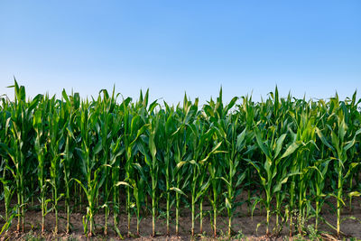 Crops growing on field against sky