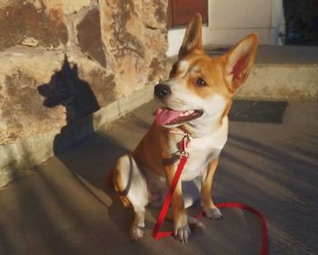 Close-up of dog sitting outdoors