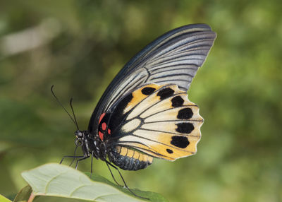 Close-up of butterfly pollinating flower