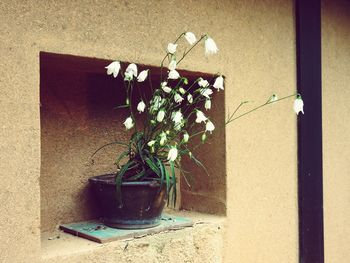 Flower plants