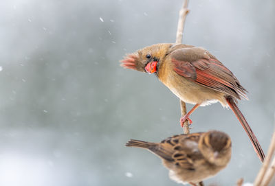 Close-up of bird perching on a lake