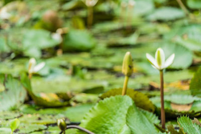 Close-up of yellow flowering plant leaves