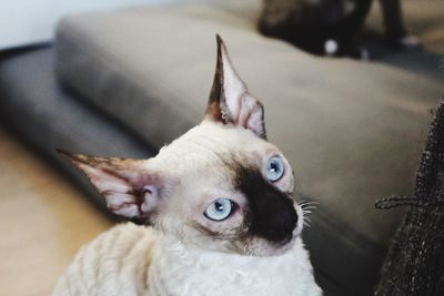 Cornish rex cat 