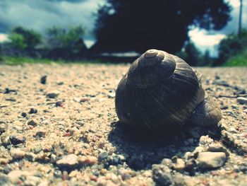 Close-up of seashell on pebbles