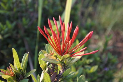 Close-up of red flower