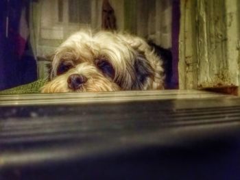 Close-up of dog relaxing at home