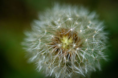 Close-up of dandelion on plant
