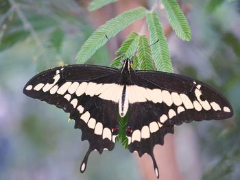 Close-up of butterfly on leaf