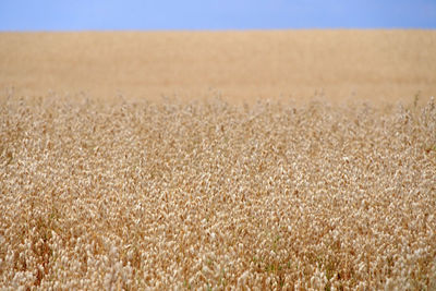 Field of maturing oats