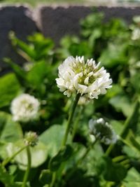 Close-up of white flowers blooming outdoors