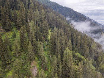 Panoramic view of pine trees in forest