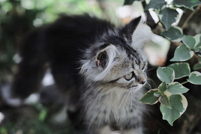 Close-up of a cat