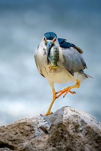 Black-crowned night heron