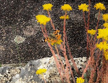 High angle view of yellow flowering plant