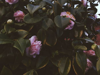 Close-up of pink flowering plant leaves