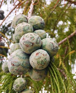 Close-up of vegetables on tree