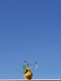Low angle view of fruit against blue sky