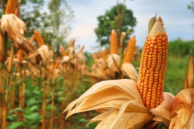 Close-up of corn on field