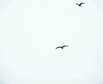 Low angle view of birds flying over white background