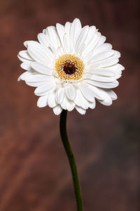 Close-up of white daisy