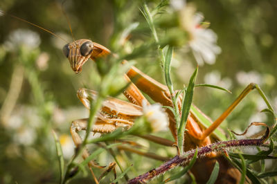 Close-up of preying mantis