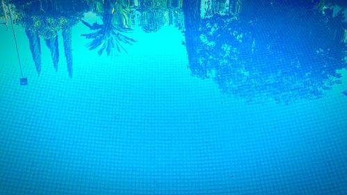 Reflection of trees in water