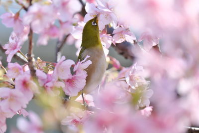 Close-up of pink cherry blossoms in spring