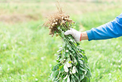 Midsection of person holding plant on field