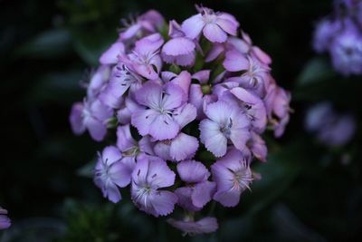 Close-up of flowers blooming outdoors