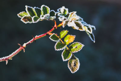 Close-up of plant