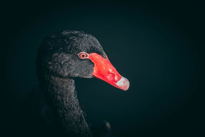 Close-up of black swan swimming