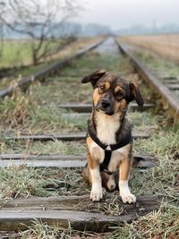 Portrait of dog sitting on field