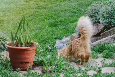 Red fluffy cat walks in the park