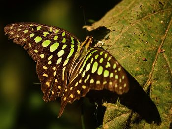 Close-up of butterfly on plant