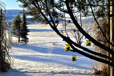 Trees on snow covered land