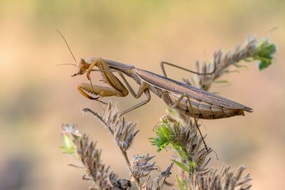 Close-up of insect on plant