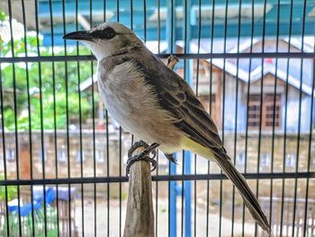 Close-up of bird perching on metal fence